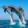 dolphin_zanzibar