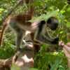 red-colobus-zanzibar