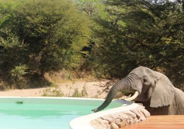 ruaha4